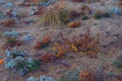 8°-edizione-de-il-senso-dei-luoghi-Dune-Angitola_4